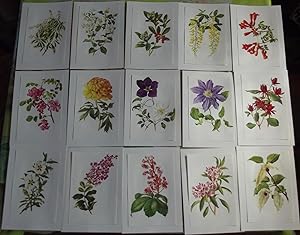 15 Affiches Botanique herbier Jardin 1972 seringat-citronnelle,Pivoine,Cistes,Marronnier,Campsis ...