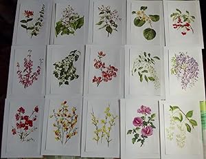 15 Affiches Botanique herbier Jardin 1972 chèvrefeuilles, Kiwi, Glycine,cognassier du japon,cytis...