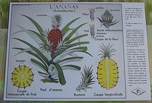 Création Affiche scolaire Set de Table Rossignol l'Ananas Broméliacées Format A3