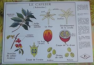 Création Affiche scolaire Set de Table Rossignol Format A3,Édition Rossignol 2017 .le Caféier Ara...