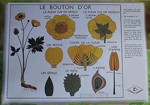 Création Affiche scolaire Set de Table Rossignol Format A3,Édition Rossignol 2017 .le Bouton d'Or