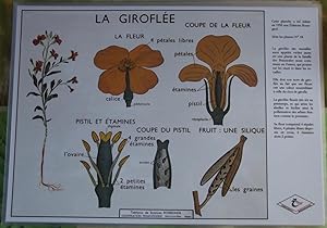 Création Affiche scolaire Set de Table Rossignol Format A3,Édition Rossignol 2017 .la Giroflée