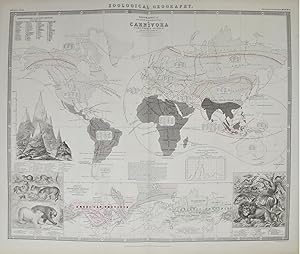 Zoological Geography.Carnivora. Phytology & Zoology No. 4.