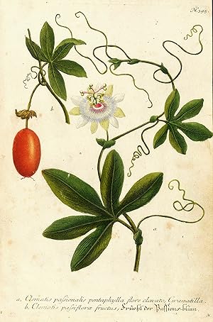 Passionsblume frucht Passionsblume frucht