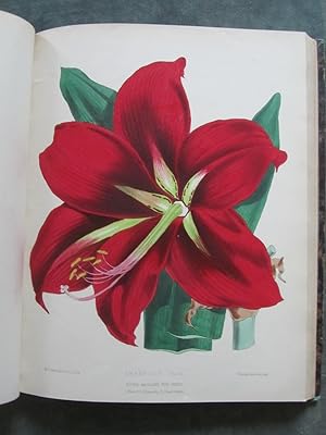 The Floral Magazine. Figures and descriptions of the choicest new Flowers for the Garden, Stove, ...