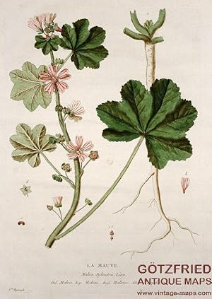 La Mauve. Malva Sylvestris. Malva. Malvas. Mallow. Pappeln