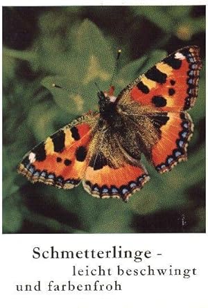 Schmetterlinge leicht beschwingt und farbenfroh