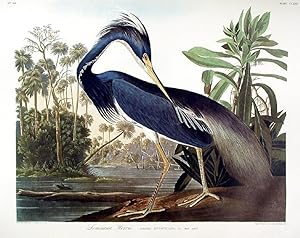 Birds of America Elephant FOLIO Blue Crane or Heron Audubon Ariel Press