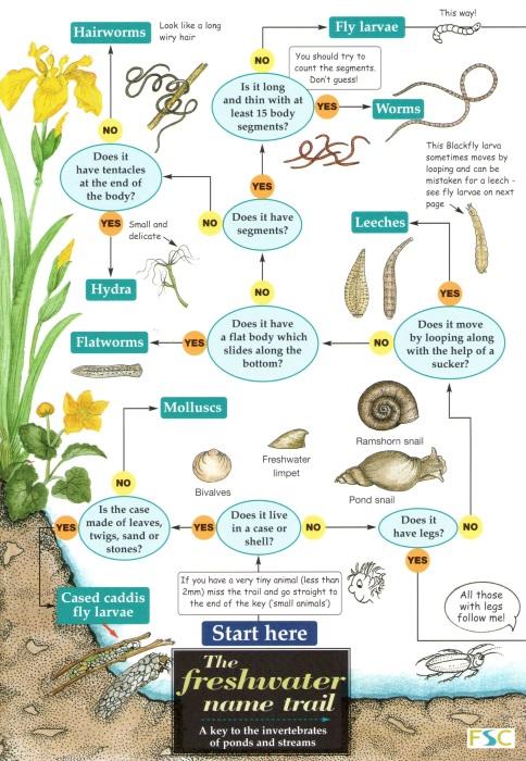 Pond Creatures Identification Chart