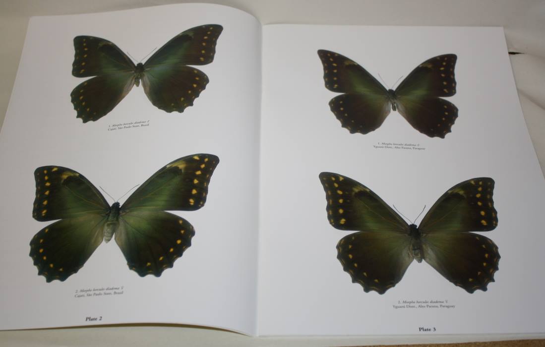 Butterflies of the World 33: Nymphalidae 18: Morpho 2 - Schaeffler, O.; Frankenbach, T.