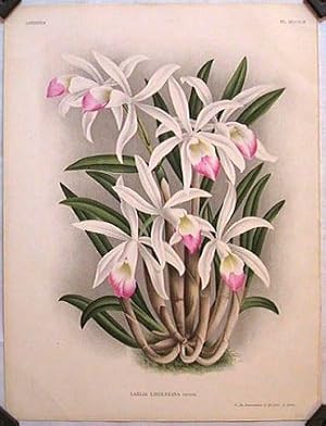 Laelia Lindleyana veitch.