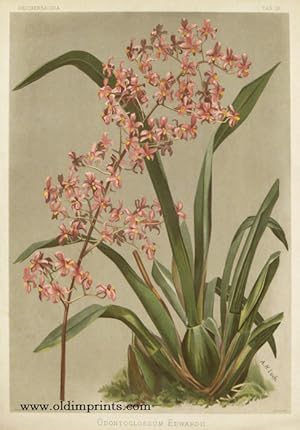 Odontoglossum Edwardii.
