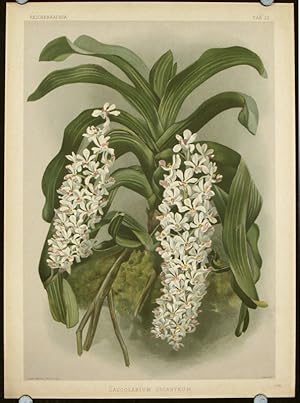 Saccolabium Giganteum.