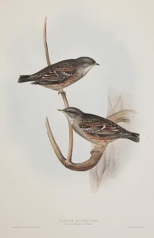 Alpine Accentor. Accentor Alpinus; (Bechst:)