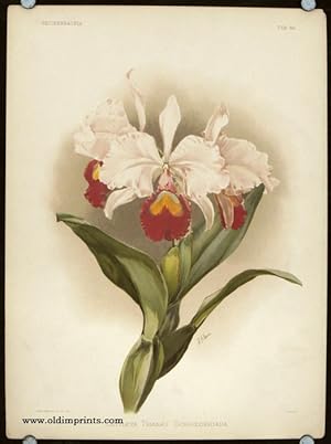 Cattleya Trianaei Schroederiana.
