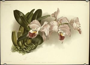 Cattleya Labiata Gaskelliana.