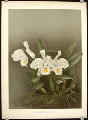 Cattleya Trianae Alba.