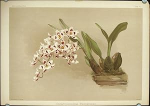 Odontoglossum Pescatorei.