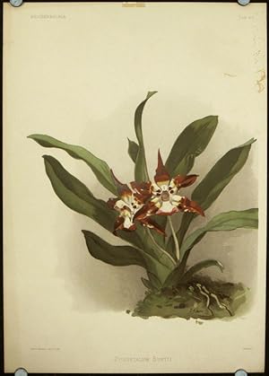 Zygopetalum Burtii.