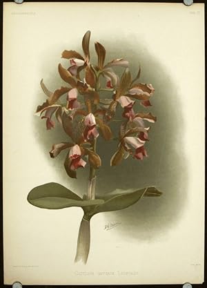 Cattleya Guttata Leopoldi.