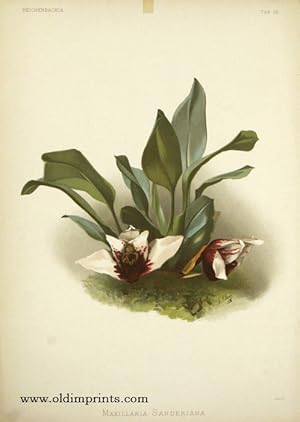 Maxillaria Sanderiana.