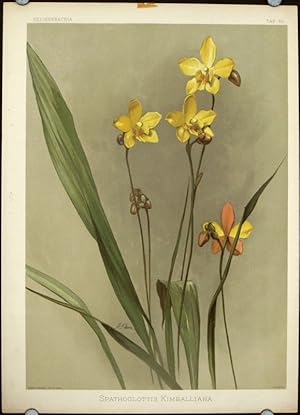 Spathoglottis Kimballiana.