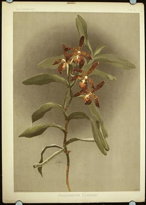 Arachnanthe Clarkei.