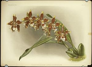 Odontoglossum Luteo-Purpureum.