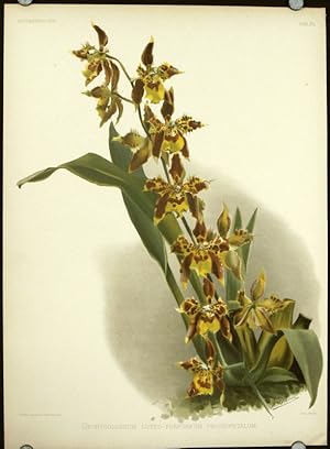 Odontoglossum Luteo-Purpeum Prionopetalum.