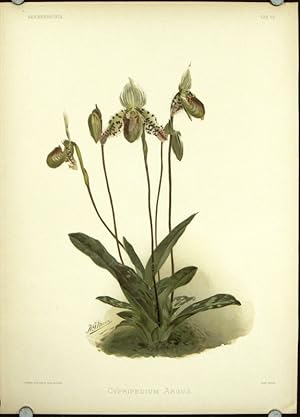 Cypridedium Argus.