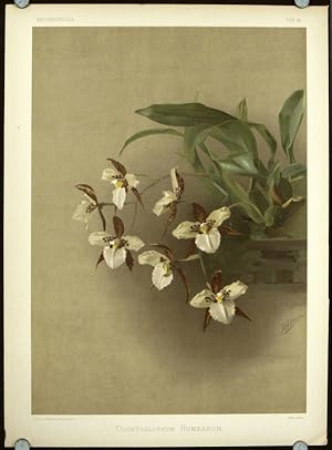 Odontoglossum Humeanum.