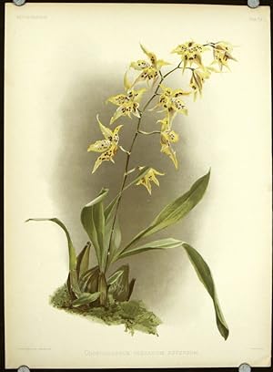 Odontoglossum Hebraicum Aspersum.