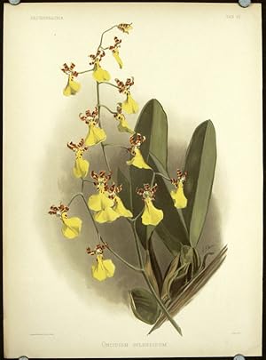 Oncidium Splendidum.