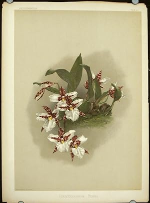 Odontoglossum Rossii.