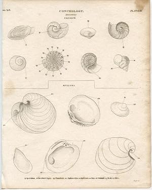 Conchology. Elementary. Univalve.