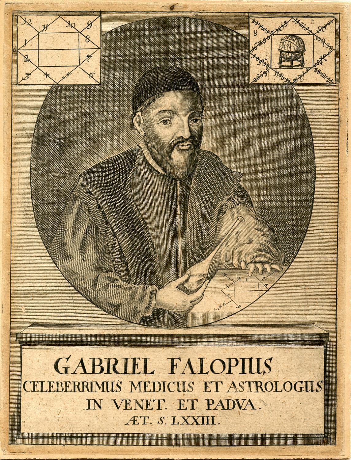fallopius