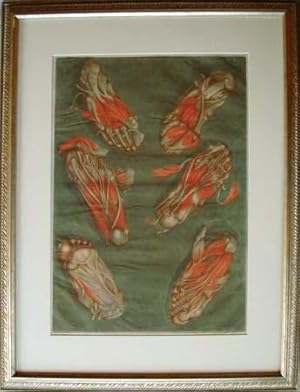 Plate 14 (feet) from "Corps complet d'anatomie." Matted and framed.