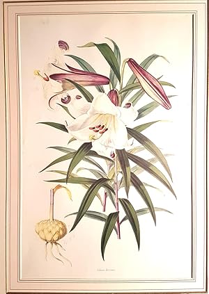 Monograph of the Genus Lilium - Lilium Browni