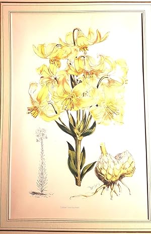 Monograph of the Genus Lilium - Lilium Testaceum