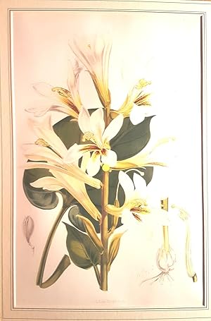 Monograph of the Genus Lilium - Lilium Cordifolium