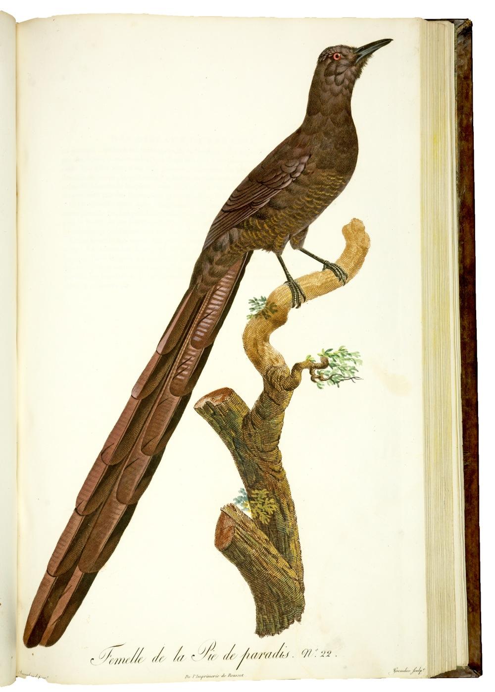 Histoire Naturelle Des Oiseaux De Paradis Et