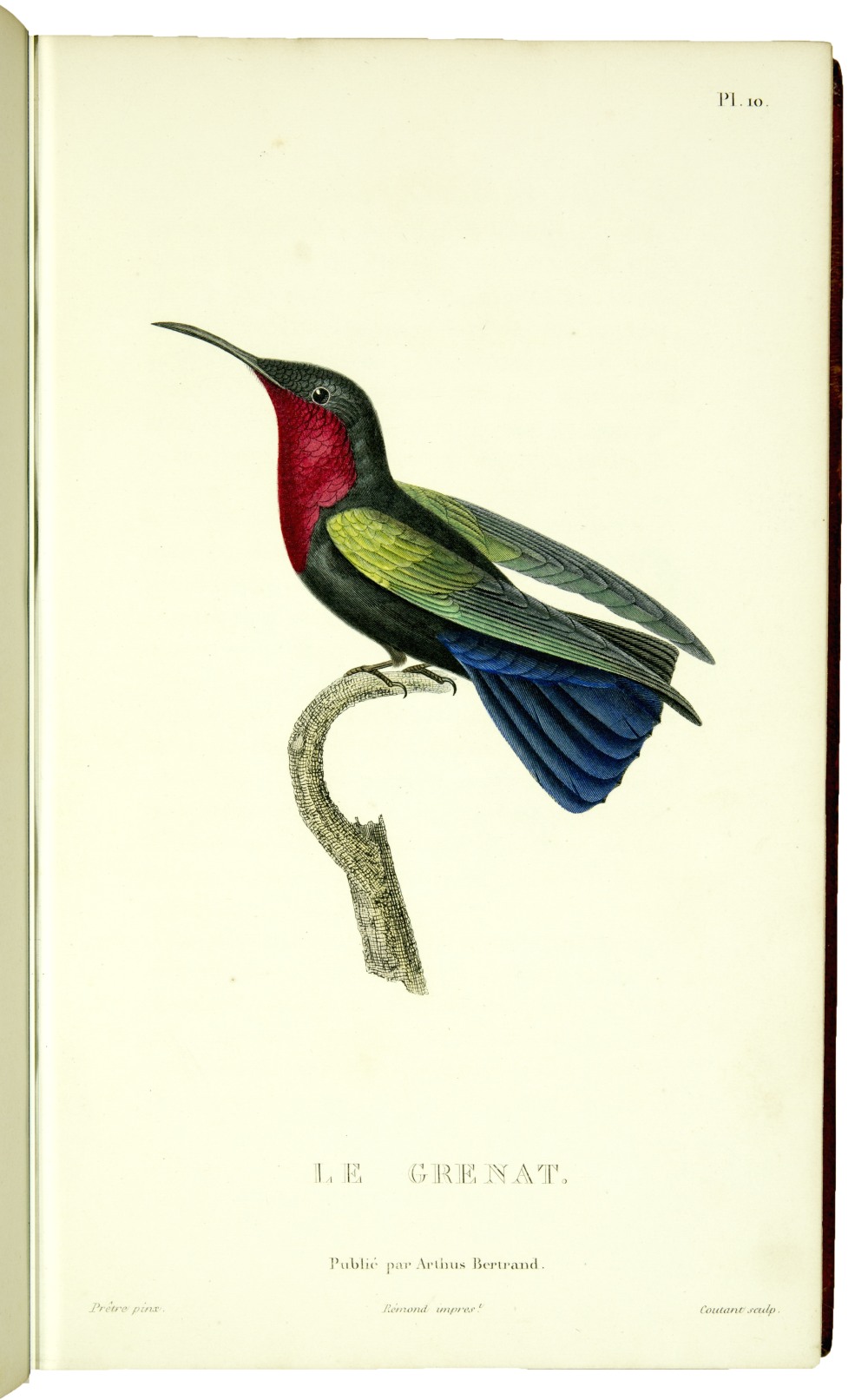 Histoire Naturelle Des Oiseaux Mouches
