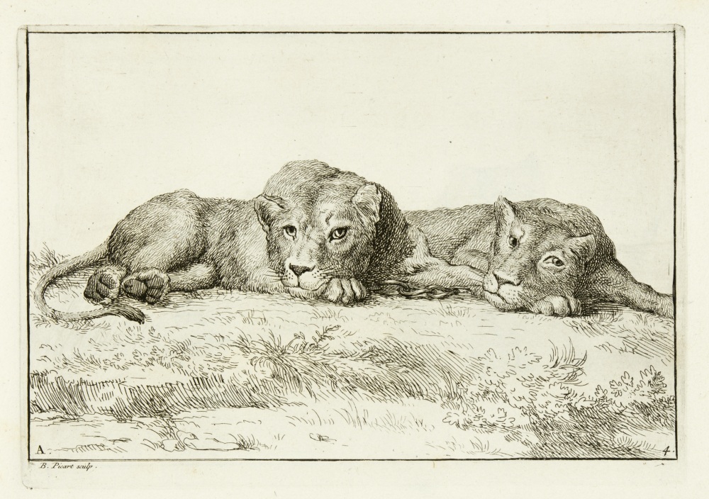 natures engraver zvab 786152658 5 jpg