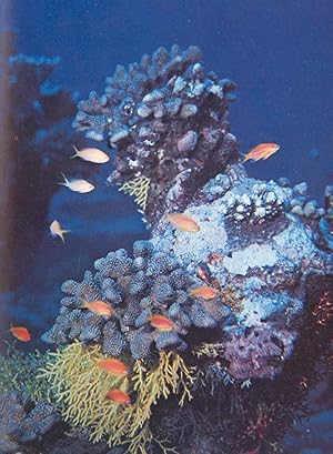 Life and Death in a Coral Sea