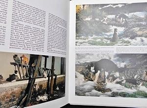 Geliebte Katzen : Ein Handbuch in Farbe Bearb : Argo