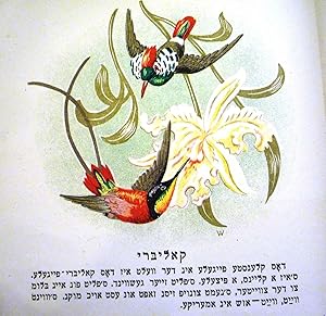 RARE YIDDISH TZIKAVE FEIGL: text and illustrations by VSEVOLOD AVERIN, Odessa, 1936