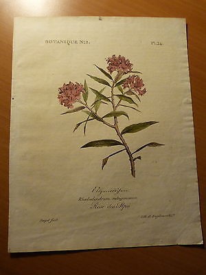 Planche de botanique-Rose des Alpes-Fleurs-Rhododendrum rubiginosum-Lithographie