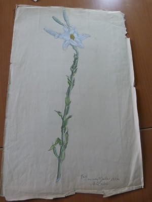 Une fleur.Dessin original rehaussé à la gouache par Auguste Dubois. Alsace. Gresswiller