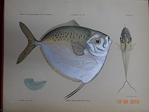 ICONOGRAPHIE ICHTYOLOGIQUE DE L'INDOCHINE. POISSONS DES CAMPAGNES DU "DE LANESSAN" (1925-1929). 1...