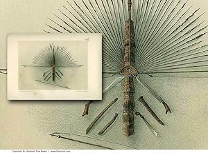 INDIGENOUS WEAPONS: Original 19th Century Tinted Lithograph Print.